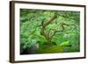 A Japanese Maple Shows Off its Summer Green Color at the Portland, Oregon Japanese Garden-Ben Coffman-Framed Photographic Print
