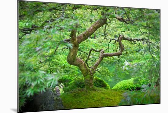 A Japanese Maple Shows Off its Summer Green Color at the Portland, Oregon Japanese Garden-Ben Coffman-Mounted Photographic Print