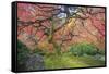 A Japanese Maple Turns Orange and Red at the Portland, Oregon Japanese Garden-Ben Coffman-Framed Stretched Canvas