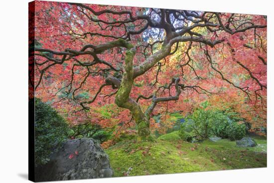 A Japanese Maple Turns Orange and Red at the Portland, Oregon Japanese Garden-Ben Coffman-Stretched Canvas