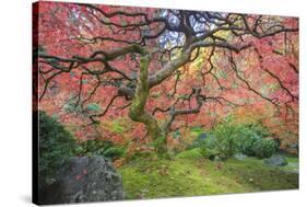 A Japanese Maple Turns Orange and Red at the Portland, Oregon Japanese Garden-Ben Coffman-Stretched Canvas