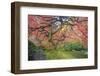 A Japanese Maple Turns Orange and Red at the Portland, Oregon Japanese Garden-Ben Coffman-Framed Photographic Print