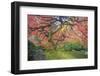 A Japanese Maple Turns Orange and Red at the Portland, Oregon Japanese Garden-Ben Coffman-Framed Photographic Print