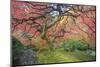 A Japanese Maple Turns Orange and Red at the Portland, Oregon Japanese Garden-Ben Coffman-Mounted Photographic Print