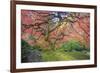 A Japanese Maple Turns Orange and Red at the Portland, Oregon Japanese Garden-Ben Coffman-Framed Photographic Print