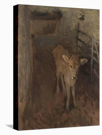 A Jersey Calf, 1893-John Singer Sargent-Stretched Canvas