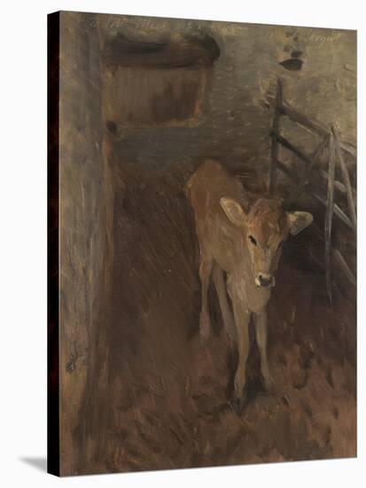 A Jersey Calf, 1893-John Singer Sargent-Stretched Canvas