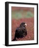 A Johnny Rooks in Sheep Sorel, Steeple Jason Island, Falklands-Hugh Rose-Framed Photographic Print