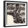 A Jolly Swagman-Pat Nicolle-Framed Giclee Print