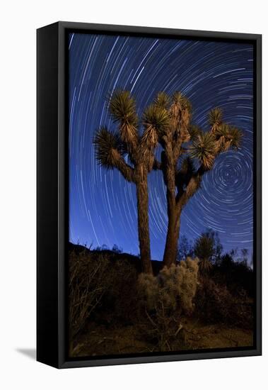 A Joshua Tree Against a Backdrop of Star Trails, California-null-Framed Stretched Canvas