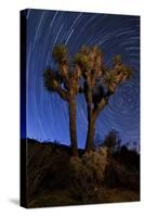 A Joshua Tree Against a Backdrop of Star Trails, California-null-Stretched Canvas