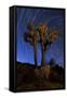 A Joshua Tree Against a Backdrop of Star Trails, California-null-Framed Stretched Canvas