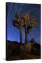 A Joshua Tree Against a Backdrop of Star Trails, California-null-Stretched Canvas