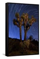 A Joshua Tree Against a Backdrop of Star Trails, California-null-Framed Stretched Canvas