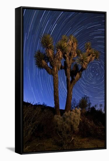 A Joshua Tree Against a Backdrop of Star Trails, California-null-Framed Stretched Canvas