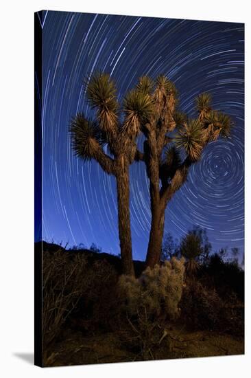 A Joshua Tree Against a Backdrop of Star Trails, California-null-Stretched Canvas