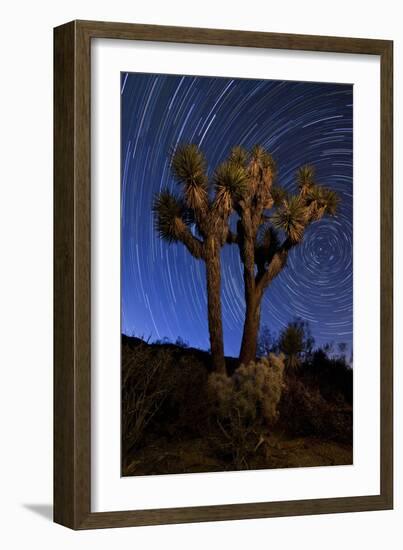 A Joshua Tree Against a Backdrop of Star Trails, California-null-Framed Photographic Print