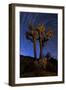 A Joshua Tree Against a Backdrop of Star Trails, California-null-Framed Photographic Print