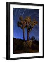 A Joshua Tree Against a Backdrop of Star Trails, California-null-Framed Photographic Print