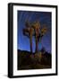 A Joshua Tree Against a Backdrop of Star Trails, California-null-Framed Photographic Print