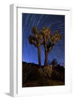 A Joshua Tree Against a Backdrop of Star Trails, California-null-Framed Photographic Print