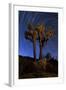 A Joshua Tree Against a Backdrop of Star Trails, California-null-Framed Photographic Print