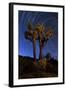 A Joshua Tree Against a Backdrop of Star Trails, California-null-Framed Photographic Print