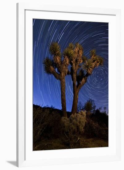 A Joshua Tree Against a Backdrop of Star Trails, California-null-Framed Photographic Print