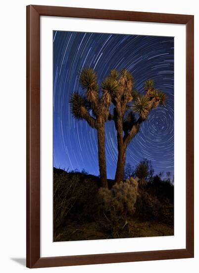 A Joshua Tree Against a Backdrop of Star Trails, California-null-Framed Photographic Print