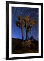 A Joshua Tree Against a Backdrop of Star Trails, California-null-Framed Photographic Print