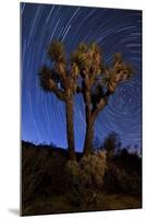 A Joshua Tree Against a Backdrop of Star Trails, California-null-Mounted Photographic Print