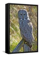 A Juvenal Great Grey Owl, the Largest Owl in the World-Richard Wright-Framed Stretched Canvas
