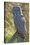 A Juvenal Great Grey Owl, the Largest Owl in the World-Richard Wright-Stretched Canvas