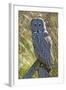 A Juvenal Great Grey Owl, the Largest Owl in the World-Richard Wright-Framed Photographic Print