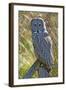 A Juvenal Great Grey Owl, the Largest Owl in the World-Richard Wright-Framed Photographic Print