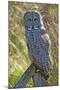 A Juvenal Great Grey Owl, the Largest Owl in the World-Richard Wright-Mounted Photographic Print