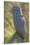 A Juvenal Great Grey Owl, the Largest Owl in the World-Richard Wright-Stretched Canvas