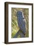A Juvenal Great Grey Owl, the Largest Owl in the World-Richard Wright-Framed Photographic Print