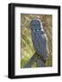 A Juvenal Great Grey Owl, the Largest Owl in the World-Richard Wright-Framed Photographic Print