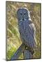 A Juvenal Great Grey Owl, the Largest Owl in the World-Richard Wright-Mounted Photographic Print