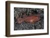 A Juvenile Ambon Scorpionfish on the Sandy Seafloor of Indonesia-Stocktrek Images-Framed Photographic Print