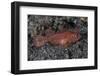 A Juvenile Ambon Scorpionfish on the Sandy Seafloor of Indonesia-Stocktrek Images-Framed Photographic Print