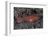 A Juvenile Ambon Scorpionfish on the Sandy Seafloor of Indonesia-Stocktrek Images-Framed Photographic Print