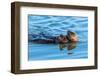 A juvenile and mother sea otter float together serenely in Moss Landing Harbor, California-Sheila Haddad-Framed Photographic Print