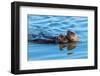 A juvenile and mother sea otter float together serenely in Moss Landing Harbor, California-Sheila Haddad-Framed Photographic Print