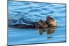 A juvenile and mother sea otter float together serenely in Moss Landing Harbor, California-Sheila Haddad-Mounted Photographic Print