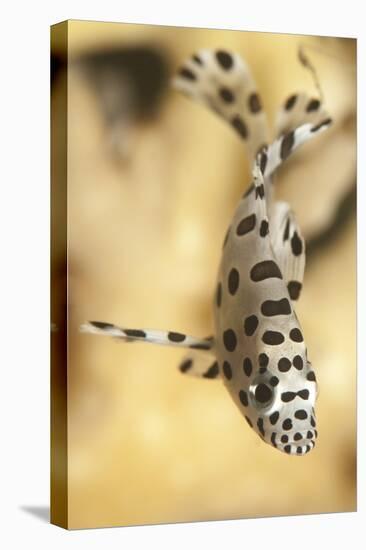 A Juvenile Barramundi Grouper-Stocktrek Images-Stretched Canvas