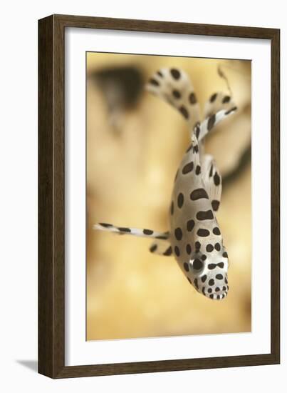 A Juvenile Barramundi Grouper-Stocktrek Images-Framed Photographic Print