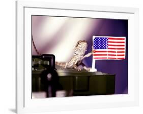 A Juvenile Bearded Dragon Places a Claw Upon an United States Flag-null-Framed Photographic Print