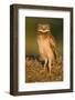 A Juvenile Burrowing Owl at Wildhorse Golf Course in Davis, California-Neil Losin-Framed Photographic Print